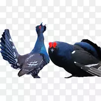 鸟类-动物-鸟类