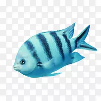 海洋生物科学鱼类学术期刊海岸蓝鱼