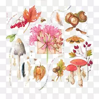 植物学插图画家水彩画植物学插图手绘花卉叶蘑菇元素