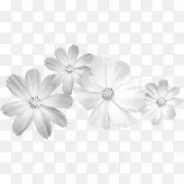 白花剪贴画-白花