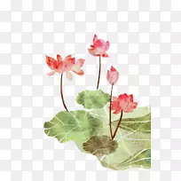 Nelumbo nucifera海报插图-荷叶
