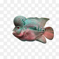 花角鱼-深海鱼