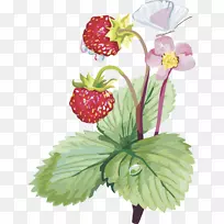 麝香草莓剪贴画-草莓果实