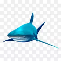 鲨鱼-海鱼