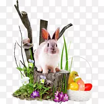 兔剪贴画-白兔
