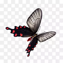 蝴蝶蜻蜓昆虫-蝴蝶