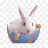 复活节兔子侏儒霍托特佛兰德巨兔一只蓝色蛋壳白兔