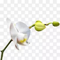 兰花下载图标-白色兰花