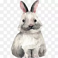 家养兔子复活节兔子灰色手绘兔