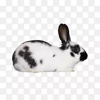 家养白兔欧洲兔黑白斑点兔