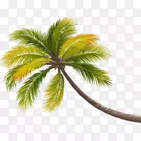椰子树槟榔科椰子树装饰