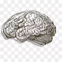 人脑线脑