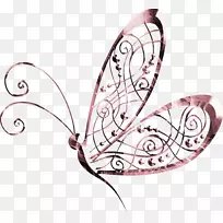 蝴蝶蛾图-美丽的蝴蝶