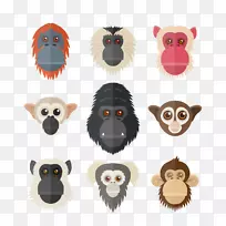 灵长类猩猩黑猩猩猴和类人猿