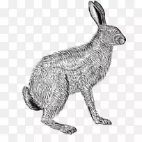 国内兔欧洲兔铅笔素描铅笔画兔