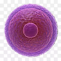体外受精卵细胞-紫生物医学细胞图