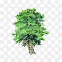 黑杨树紫荆花xd 7黑杨园-一种手绘榕树图片材料