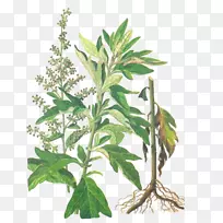 青蒿(Artemisia Argyi Tarragon)叶草本植物u7aefu5348手绘草棒