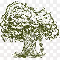 橄榄油绘图插图.绿色和简单的树木