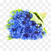 玉米花蓝色花束，摄影插图-一束玉米花