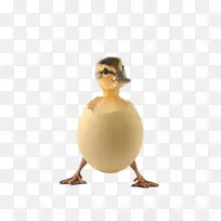 生活动机-蛋壳雏鸭