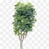 乔木透明材料