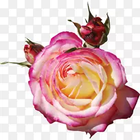 花园玫瑰粉色剪贴画.花标花