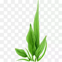 海藻绿色壁纸.手绘草
