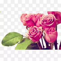 仙人掌玫瑰粉红色手机壁纸-情人节花