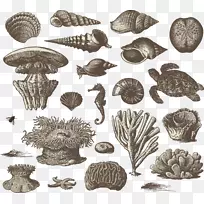 视觉设计要素和原理绘图插图绘制贝类生物