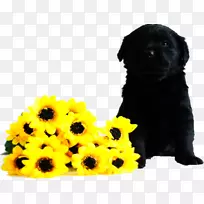 犬种黑毛导盲犬