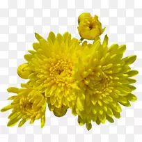 花卉数字图像剪辑艺术-庆祝花卉创意花卉形象