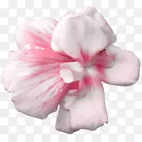 法国绣球花蔷薇菊花粉红色和花卉插图标签