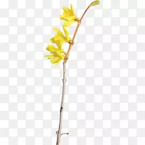 黄花色-黄色花卉元素