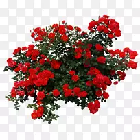 玫瑰灌木插花艺术.红色花卉装饰图案