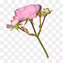 花园玫瑰童话下载-花卉材料
