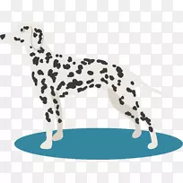 狗黑点和白斑犬