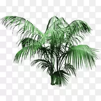 椰子树槟榔科-创造性花卉