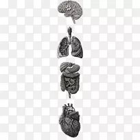 人体解剖，心脏，人体虹膜-花设计