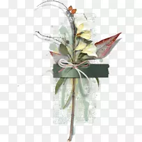 生物标本-生物花瓣-创造花卉标本