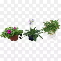 盆景植物室内植物.花卉载体材料