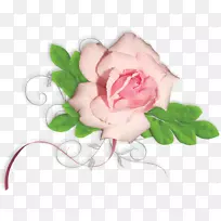 花园玫瑰花卉设计花画花卉设计材料