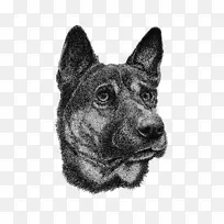 挪威埃尔克猎犬澳大利亚牛犬稀有品种(狗)绘画插图手绘插图犬
