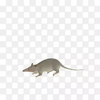 老鼠电脑老鼠动物野生动物手绘老鼠