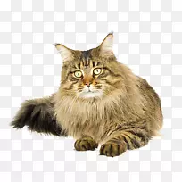 缅因州茧猫纸猫食猫科动物图片
