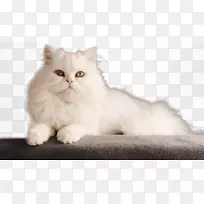 波斯猫孟加拉猫狗白波斯猫
