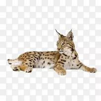 猫科野猫Caracal摄影-斑点猫