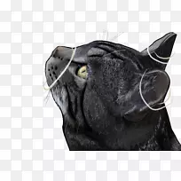 黑猫图标-高清黑猫