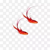 鱼-两条红鱼游泳者