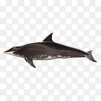 图库溪粗齿海豚齿状鲸普通宽吻海豚短喙普通海豚海鱼